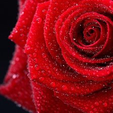 Оригинал схемы вышивки «роза» (№469802)