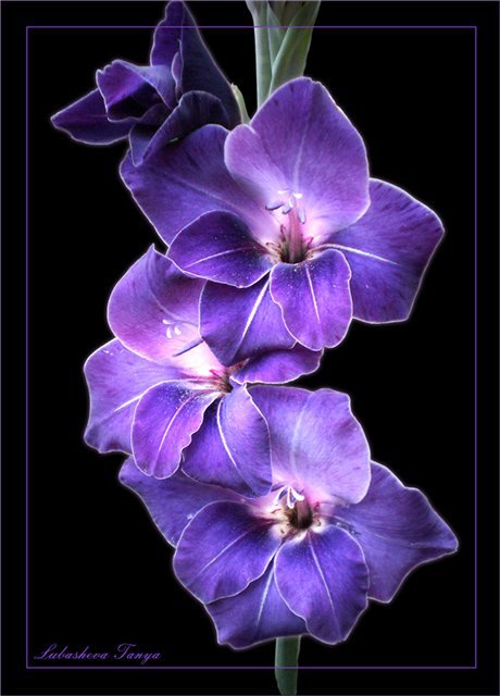 орхидея - черный фон, цветы, фиолетовый, ветка - оригинал