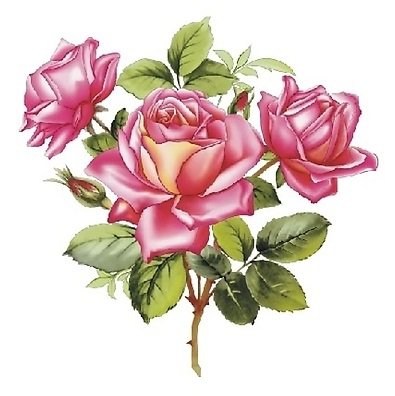 розовое чудо - розовые цветы, роза, букет, розы - оригинал