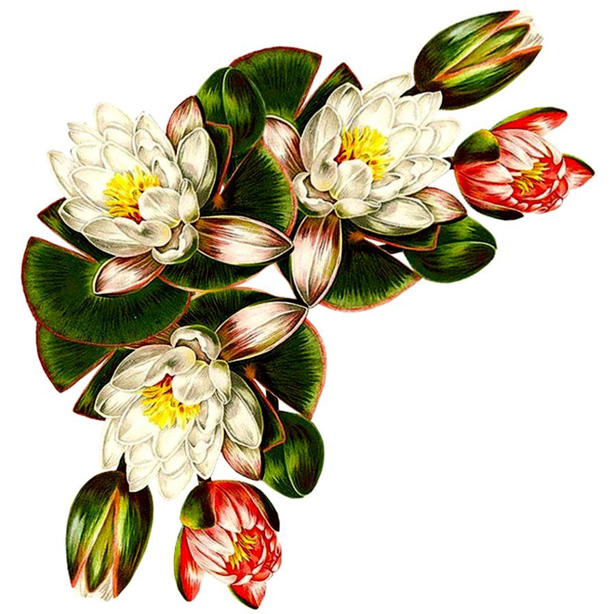 уголок - живопись, цветы, лотос - оригинал