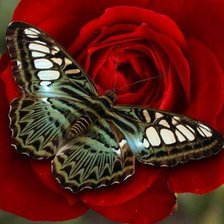 Схема вышивки «Motýl»