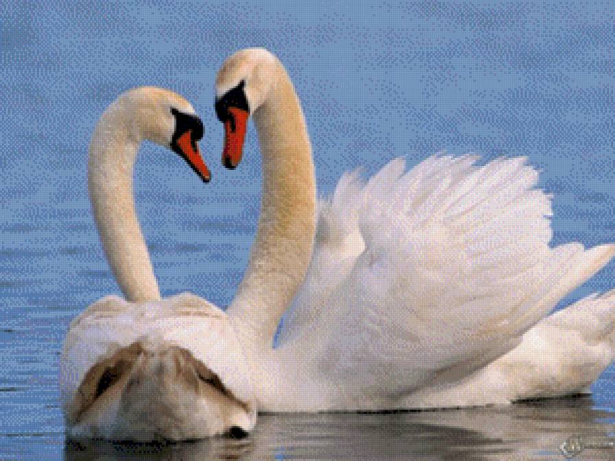 два лебедя - предпросмотр