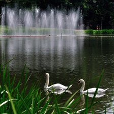 два лебедя3