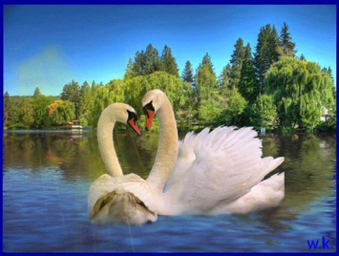 два лебедя5 - оригинал