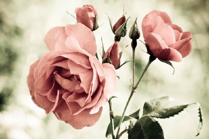 Růže - květiny - оригинал