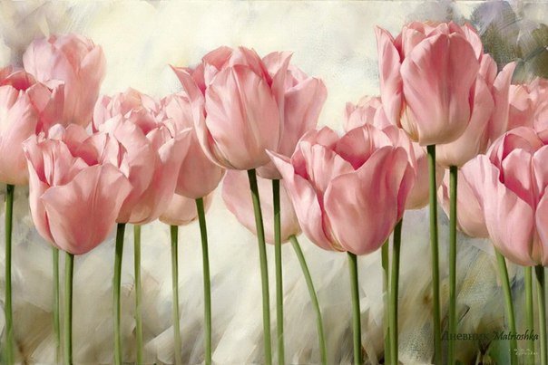 тюльпаны - цветы - оригинал