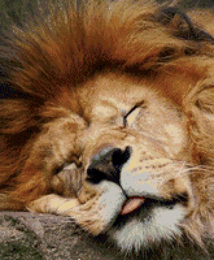 соня - дикие кошки, лев - предпросмотр