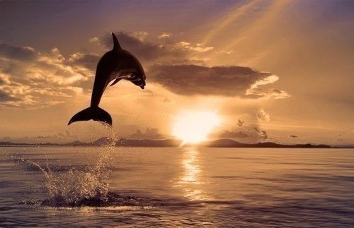 Дельфин - оригинал