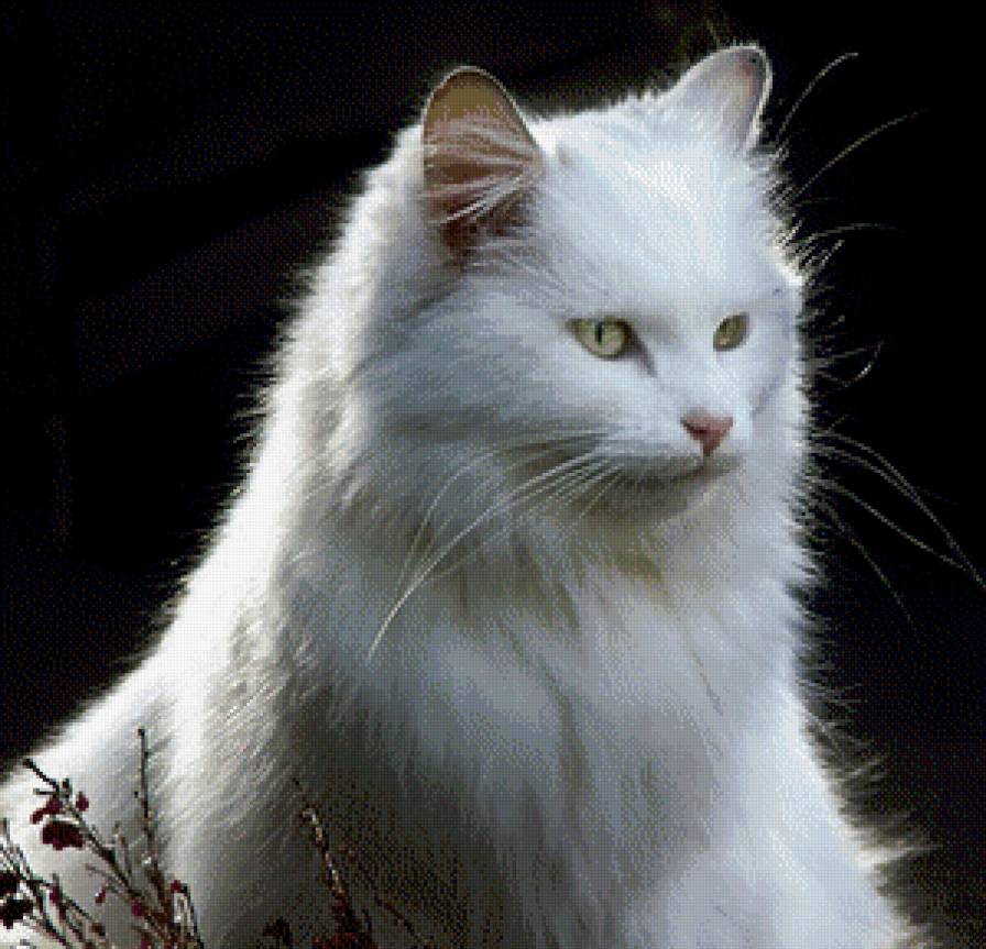 Белый кот - белый кот - предпросмотр