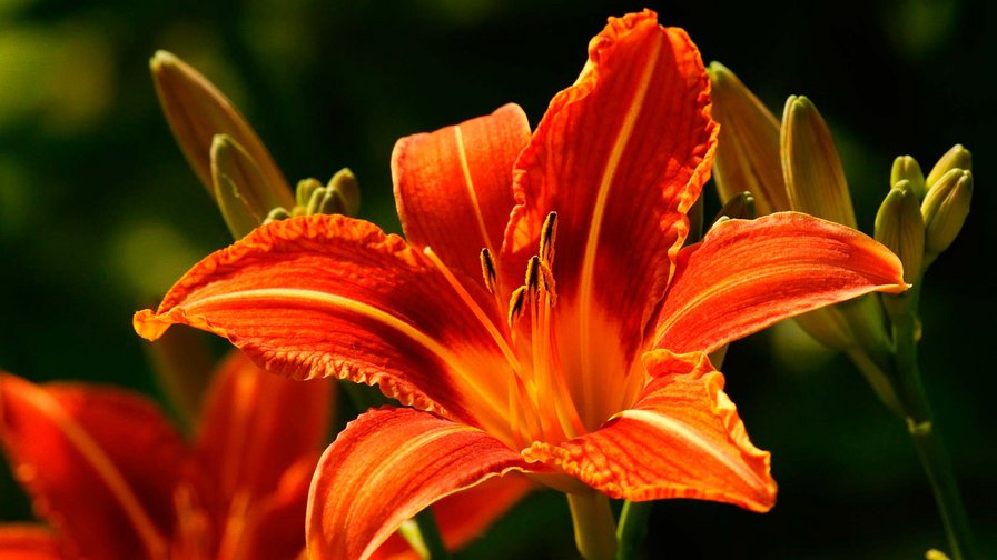 Оранжевая лилия - оранжевая лилия - оригинал