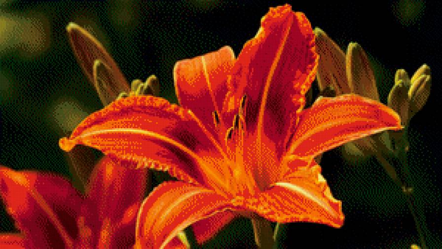 Оранжевая лилия - оранжевая лилия - предпросмотр