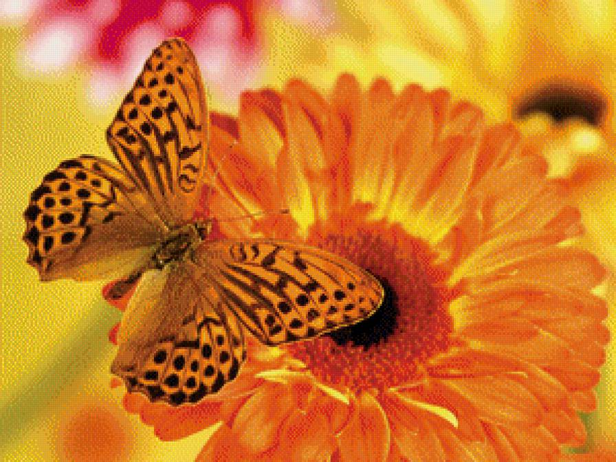 Бабочка и цветок - бабочка и цветок - предпросмотр