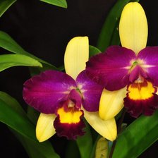Схема вышивки «Две орхидеи»