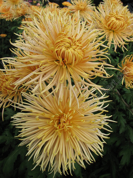 Хризантемы - хризантемы - оригинал