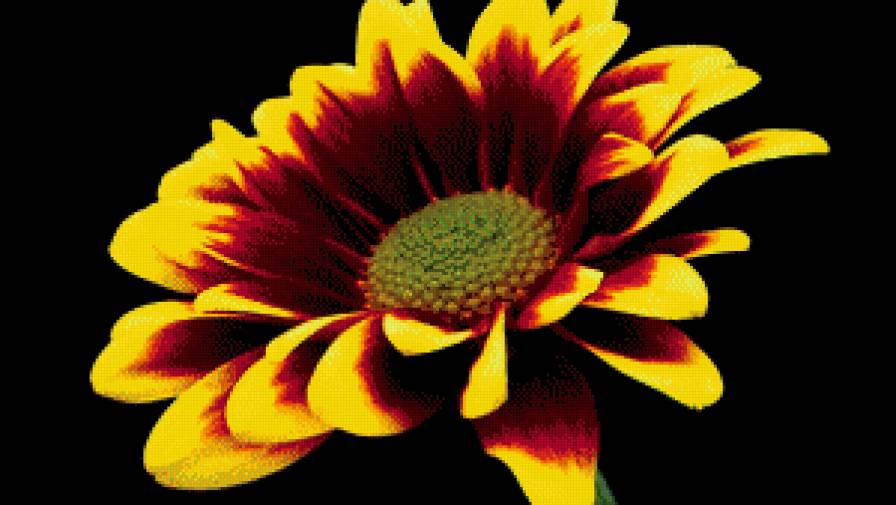 Гербера желтая - гербера - предпросмотр