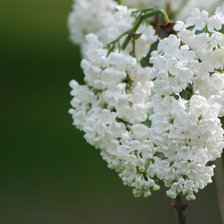 Схема вышивки «Сирень»