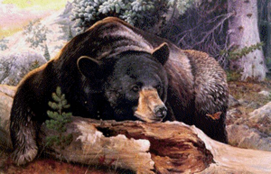 Хозяин тайги. - медведь - предпросмотр