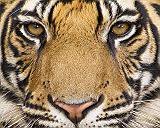 Схема вышивки «Голова тигра»