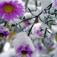 цветы и снег