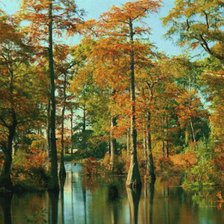 осенний лес у воды