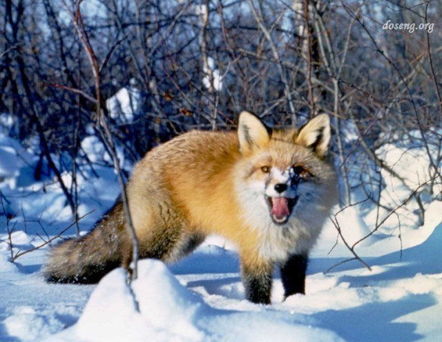 лиса в лесу - животные - оригинал