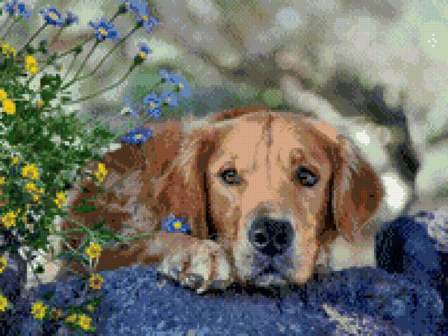 пес - животные - предпросмотр