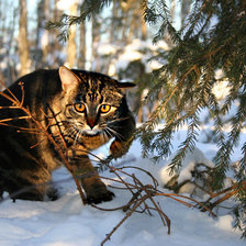 Схема вышивки «кот зимой»