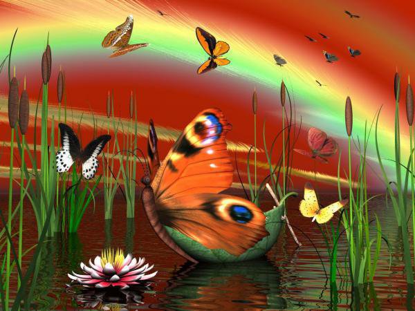 бабочки и радуга - бабочки, вода, радуга - оригинал