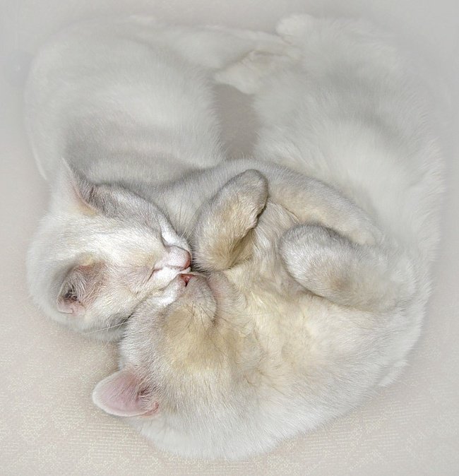 Нежность - нежность, любовь, кошки, кошечки - оригинал