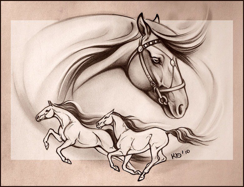 Лошади - лошадь, животное, бег, конь - оригинал