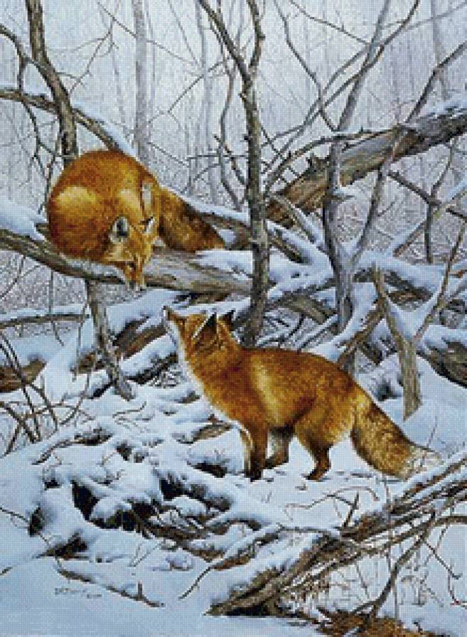 Лисы зимой - животные, лисы, зима - предпросмотр
