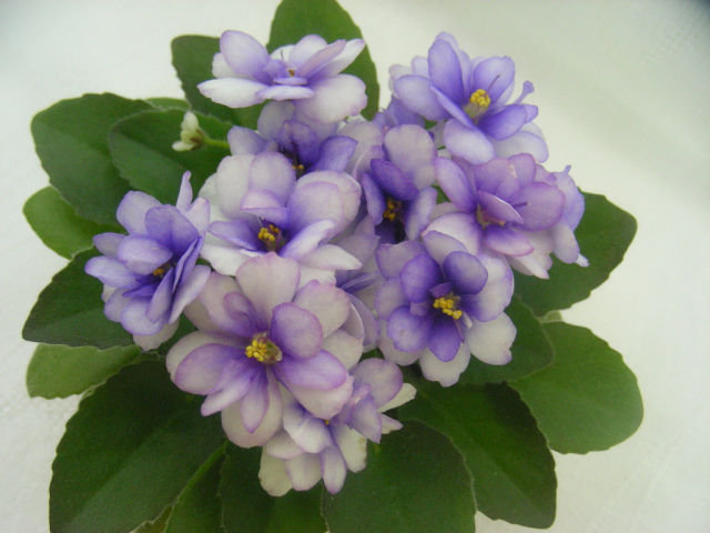 фиалочка - фиалка, цветы - оригинал