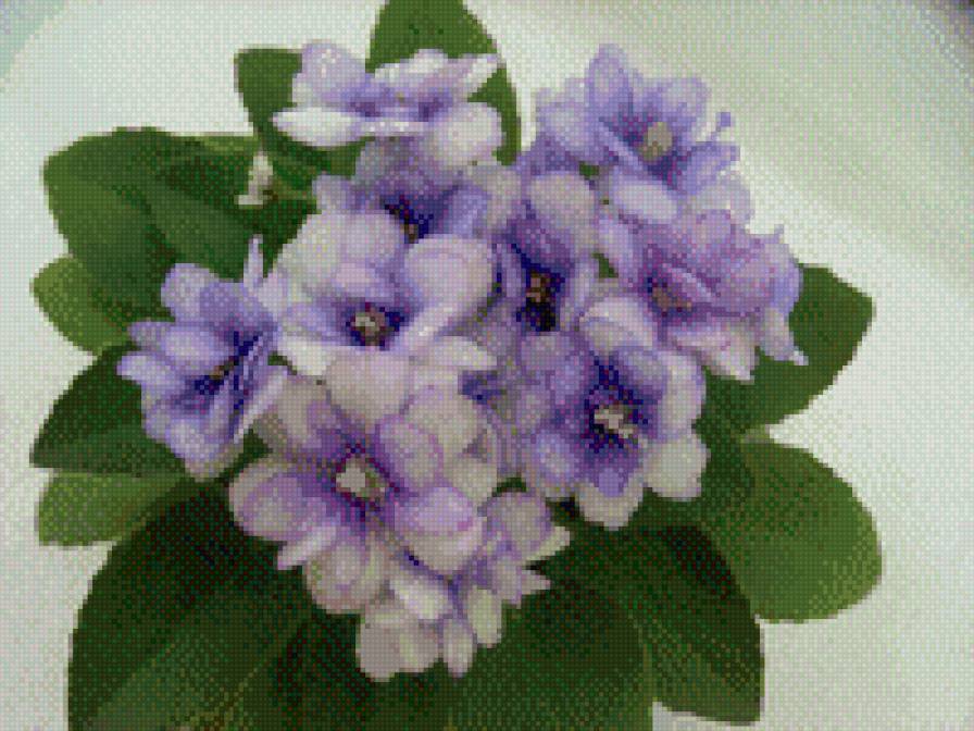 фиалочка - фиалка, цветы - предпросмотр