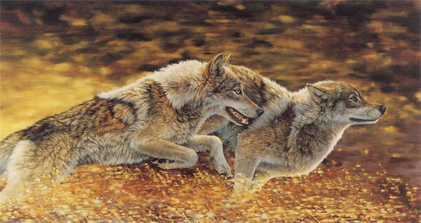 Бегущие волки - волки, животные - оригинал