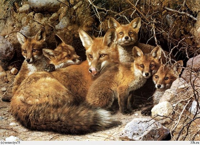 Семейство лис. - животные, лисы - оригинал