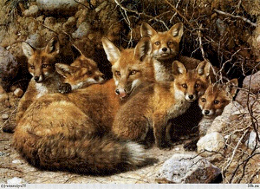 Семейство лис. - животные, лисы - предпросмотр