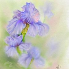 Схема вышивки «ирисы»