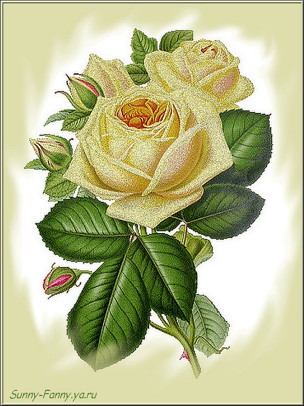 Роза - роза, цветы - оригинал