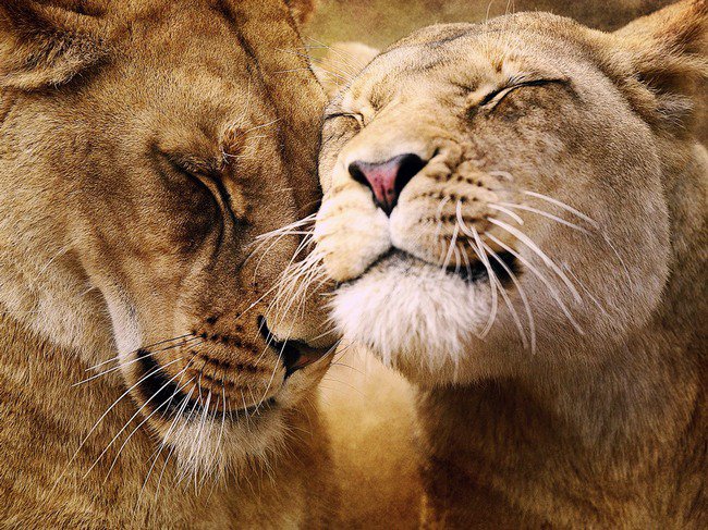 львы - лев, кошки - оригинал