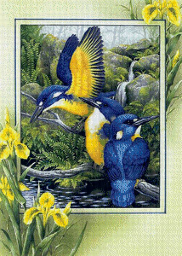 Птицы Колибри - птицы колибри - предпросмотр