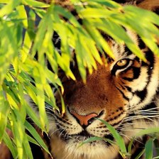 Схема вышивки «№472078»