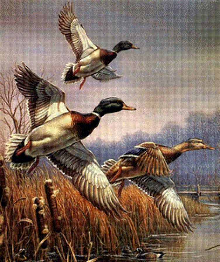 Утки. - птицы, охота, утки - предпросмотр