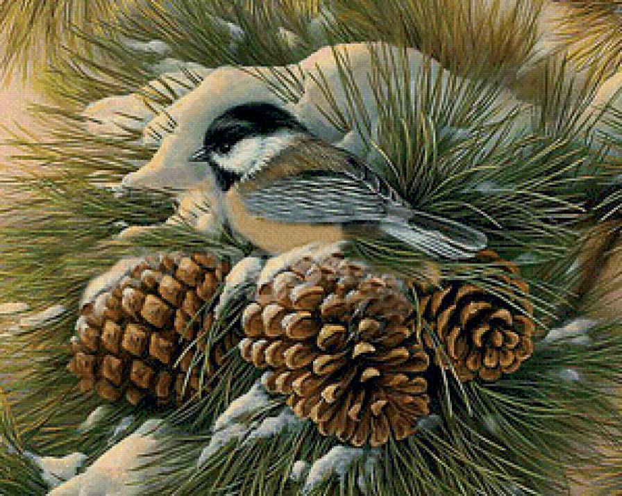 Синичка на сосновой ветке. - шишки, птицы, ветка, синичка - предпросмотр