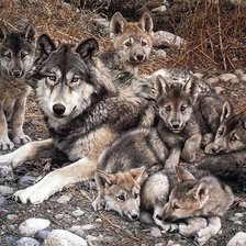 Схема вышивки «Волчья семья.»
