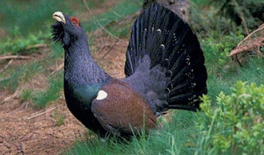 Глухарь. - охота, птицы, глухарь - предпросмотр