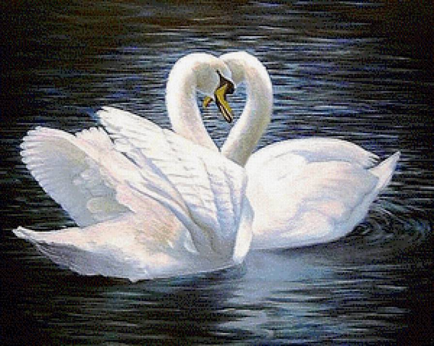 Лебединая пара. - лебеди - предпросмотр