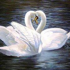 Лебединая пара.