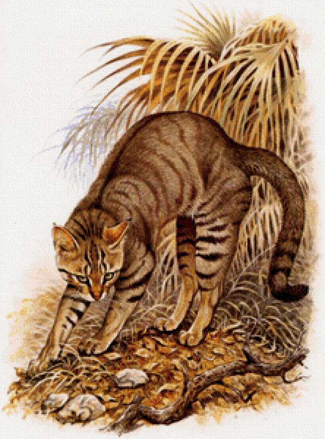 дикая кошка - живопись, кот, природа, хищник - предпросмотр