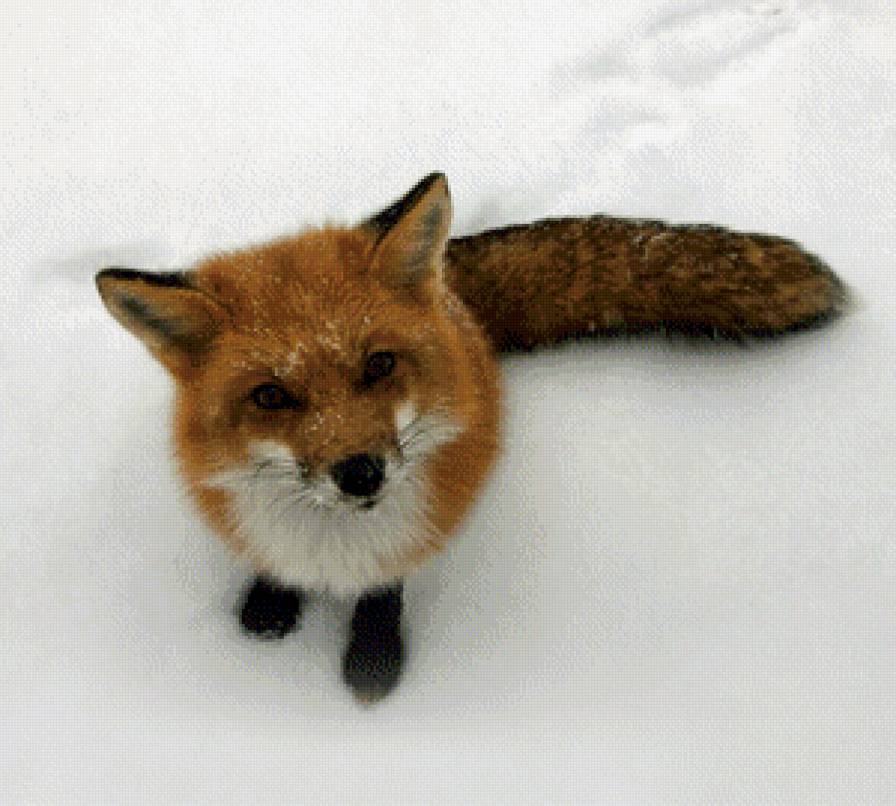 Лисонька )) - животные, лисы - предпросмотр
