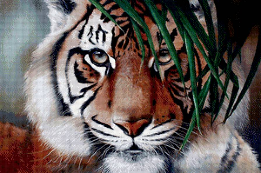 тигр - хищник, взгляд, живопись - предпросмотр